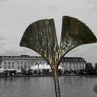 Ginkgo in Schmiedestahl, geölt