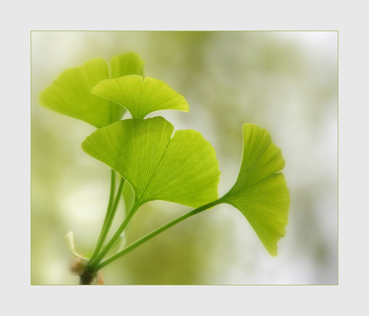 Ginkgo ist einfach magisch...