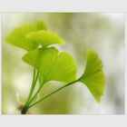 Ginkgo ist einfach magisch...