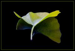 Ginkgo-Laub 03