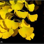 Ginkgo  (mit Gedicht)