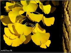 Ginkgo  (mit Gedicht)