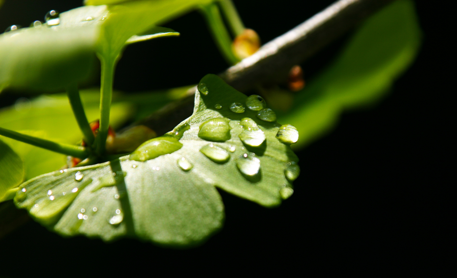 Ginkgo mit Morgentau