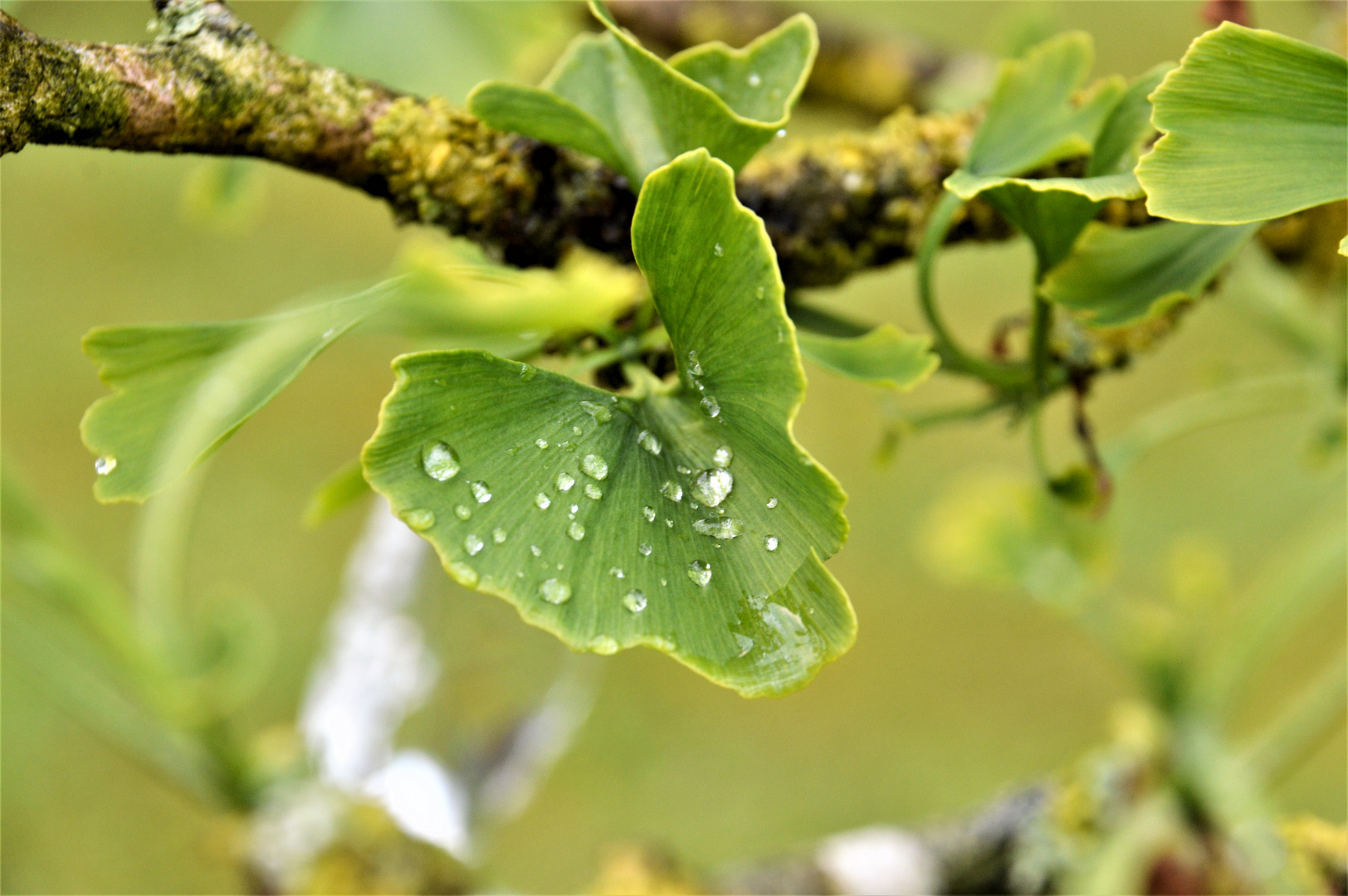 Ginkgo nach dem Gewitterregen