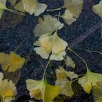 Ginkgo on the rocks