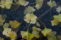 Ginkgo on the rocks