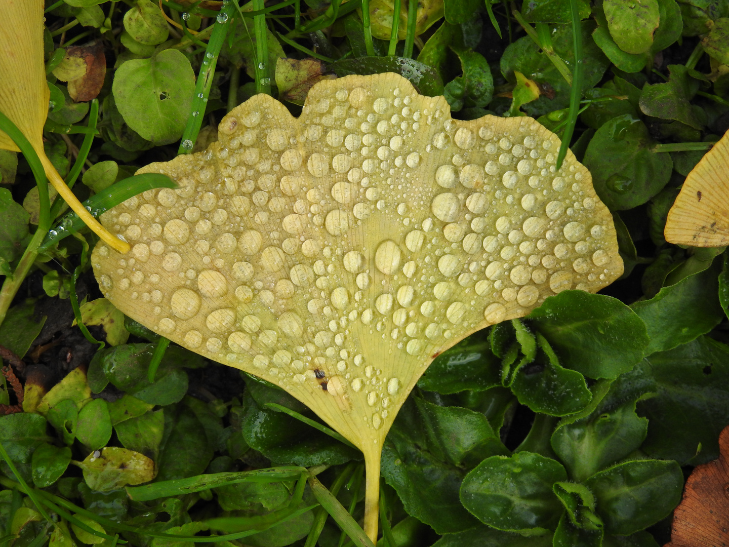 Ginkgo Perlen