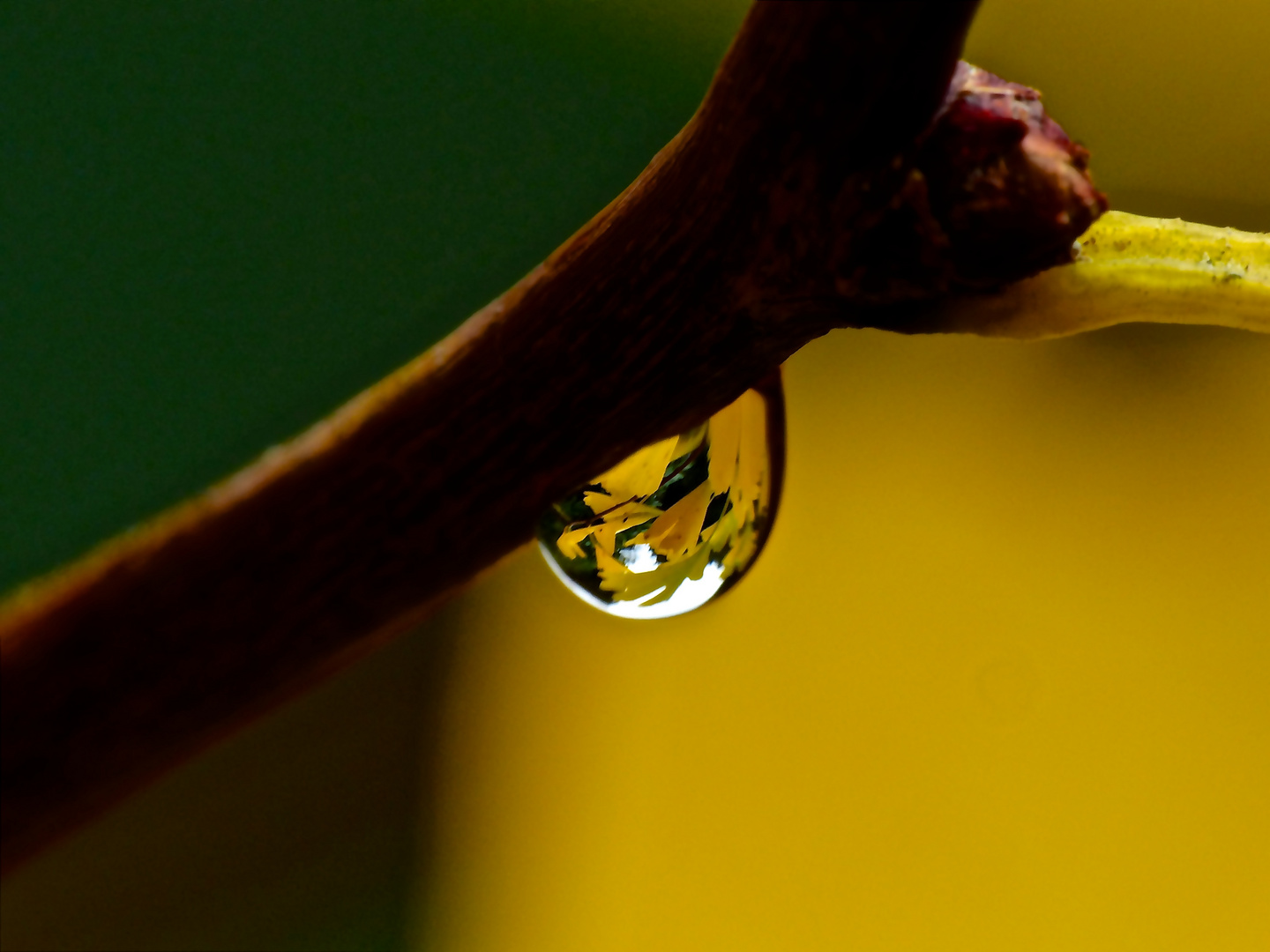 Ginkgo Reflection