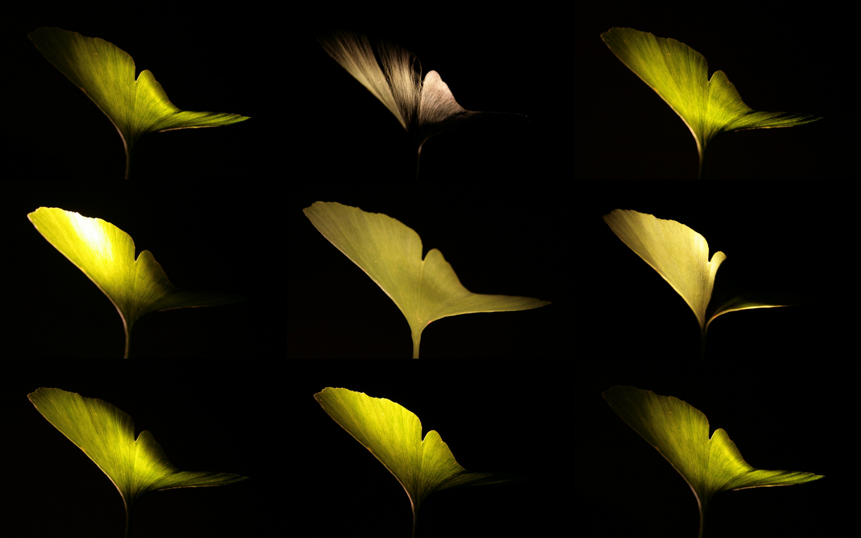 Ginkgo-Studie