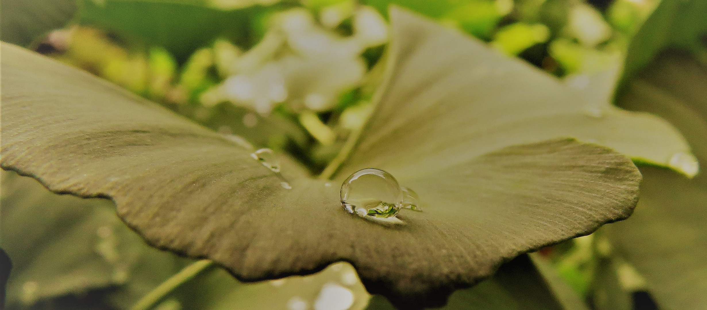 Ginkgo Tautropfen