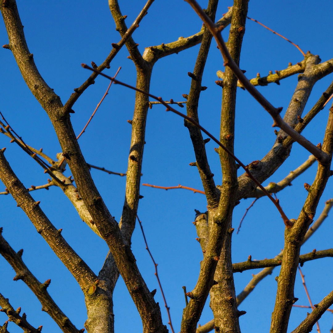 Ginkgo Tree