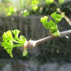 Ginkgo treibt aus