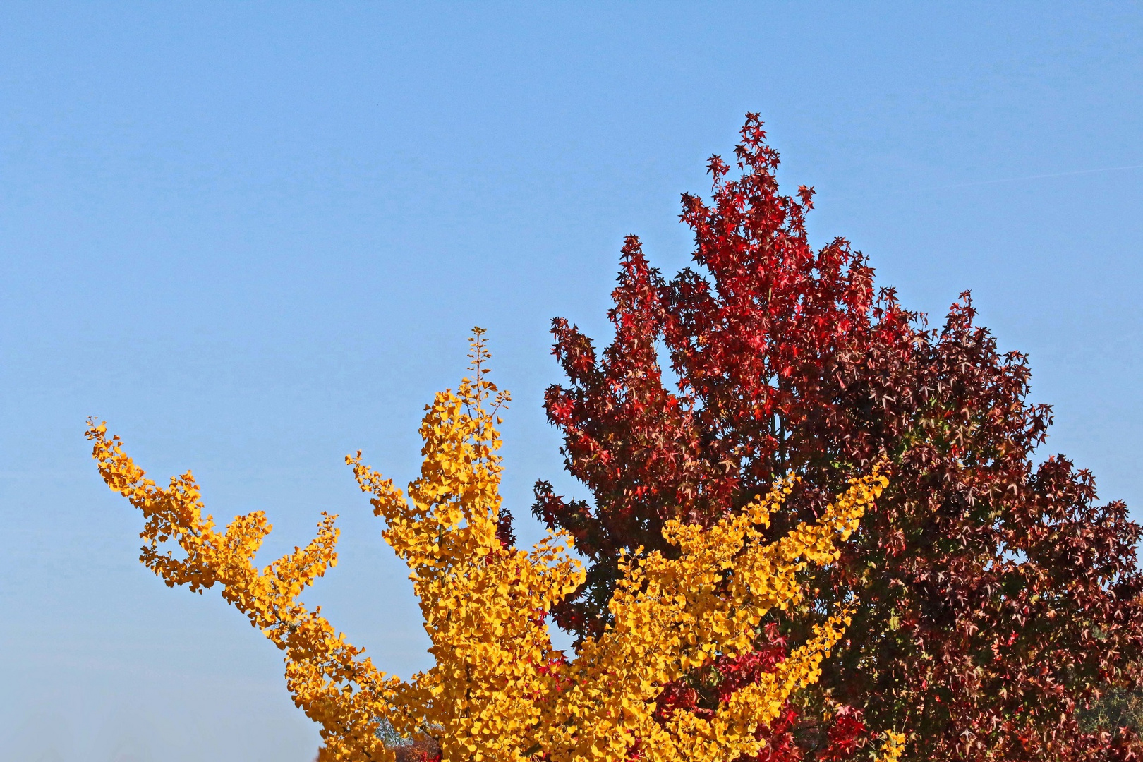 Ginkgo trifft Amber