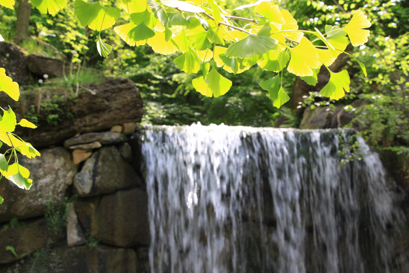 Ginkgo und Wasser