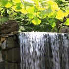 Ginkgo und Wasser