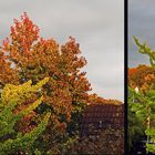 Ginkgo vor Amber