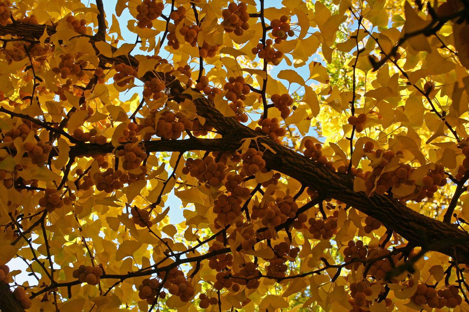 Ginkgo-Weibchen mit Samen und Herbstlaub