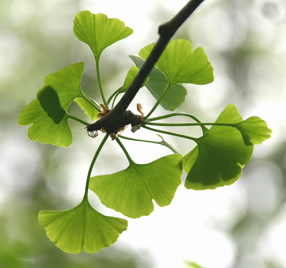 Ginkgo-Zweig mit Spinne (Such ;-)) im Frühling 2010