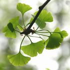 Ginkgo-Zweig mit Spinne (Such ;-)) im Frühling 2010