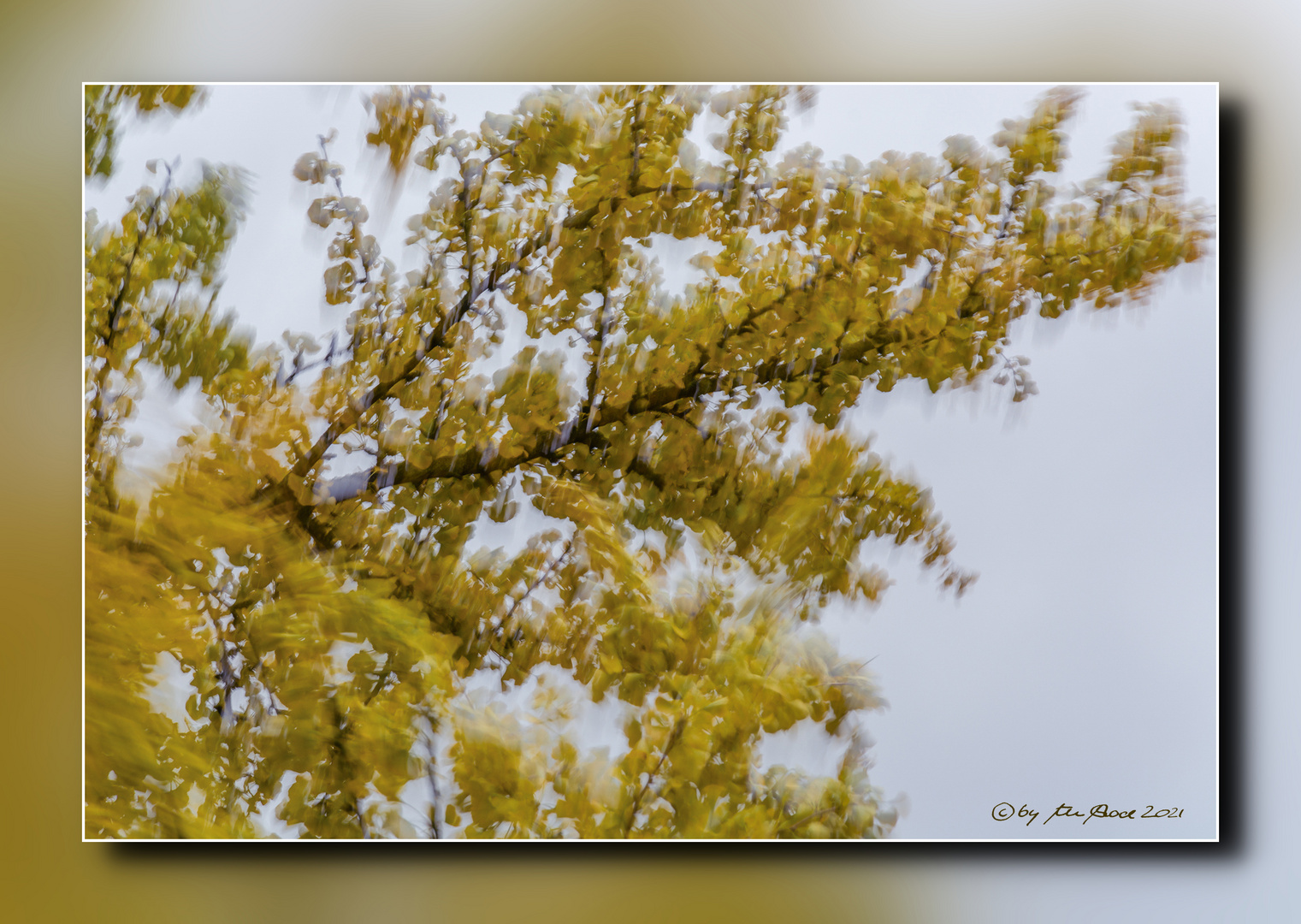 Ginkgoäste im Herbststurm