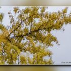 Ginkgoäste im Herbststurm