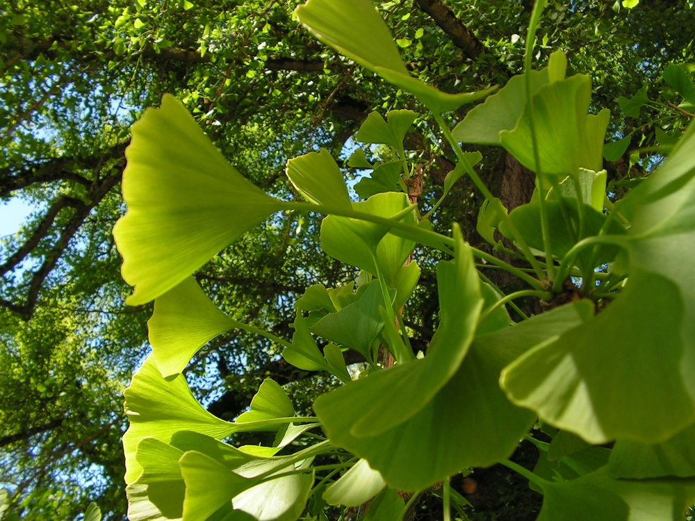 Ginkgoales