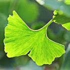 Ginkgobaum