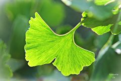 Ginkgobaum