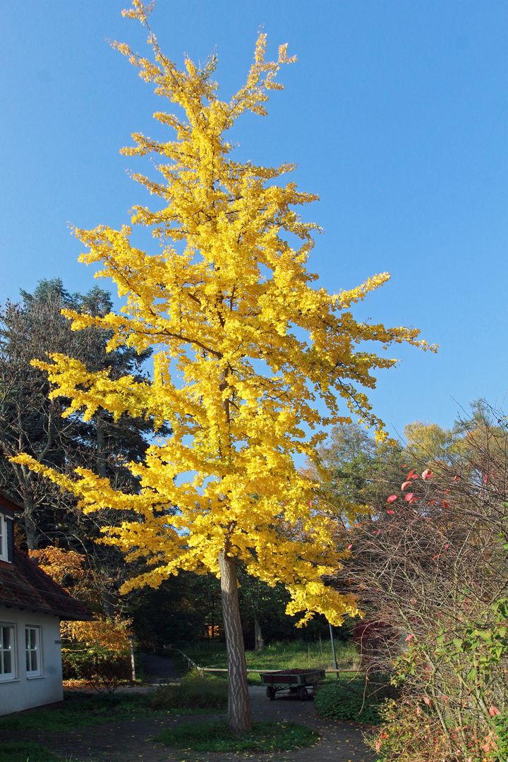 Ginkgobaum