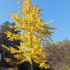 Ginkgobaum