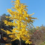 Ginkgobaum