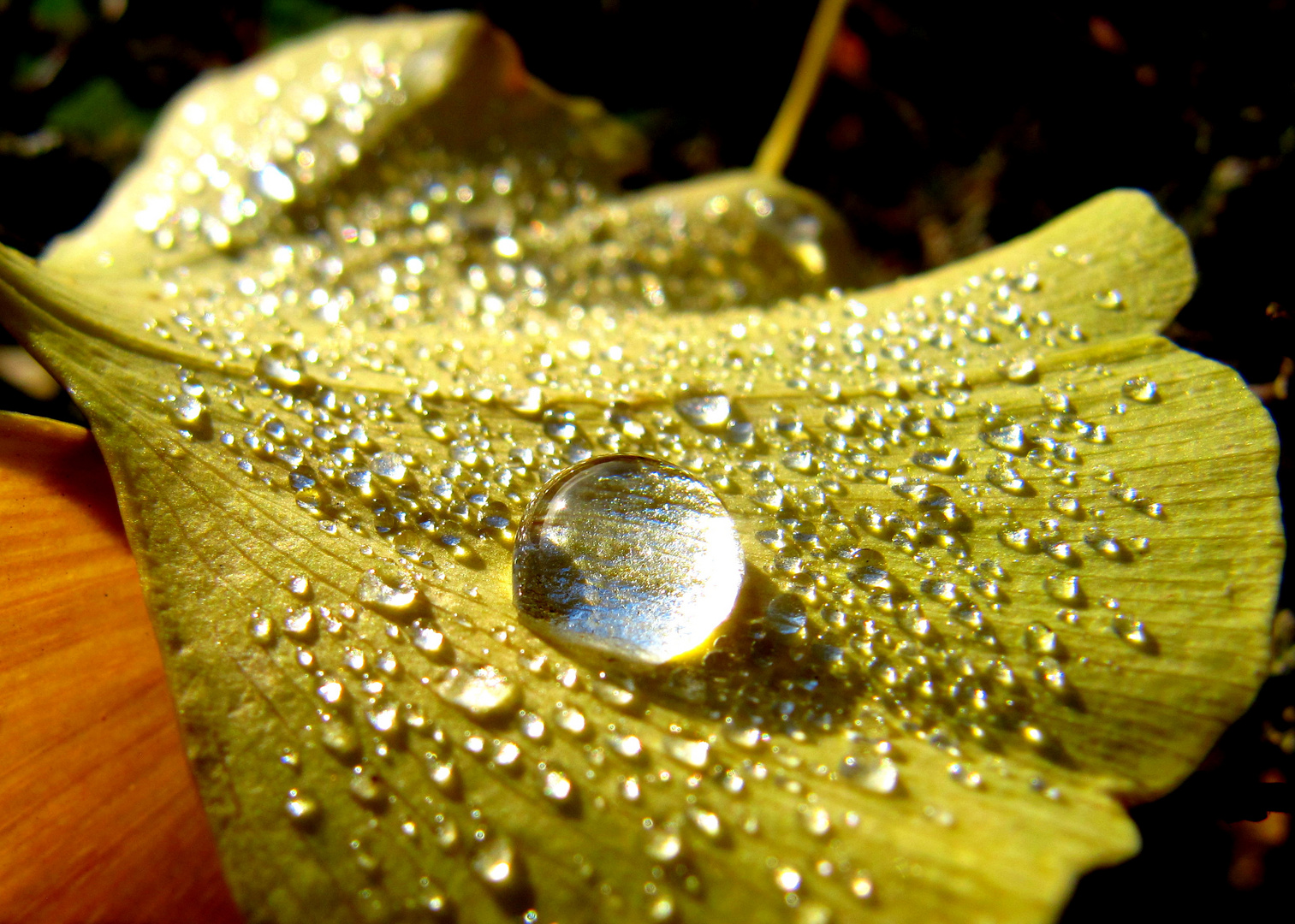 Ginkgobaum-Blatt 1