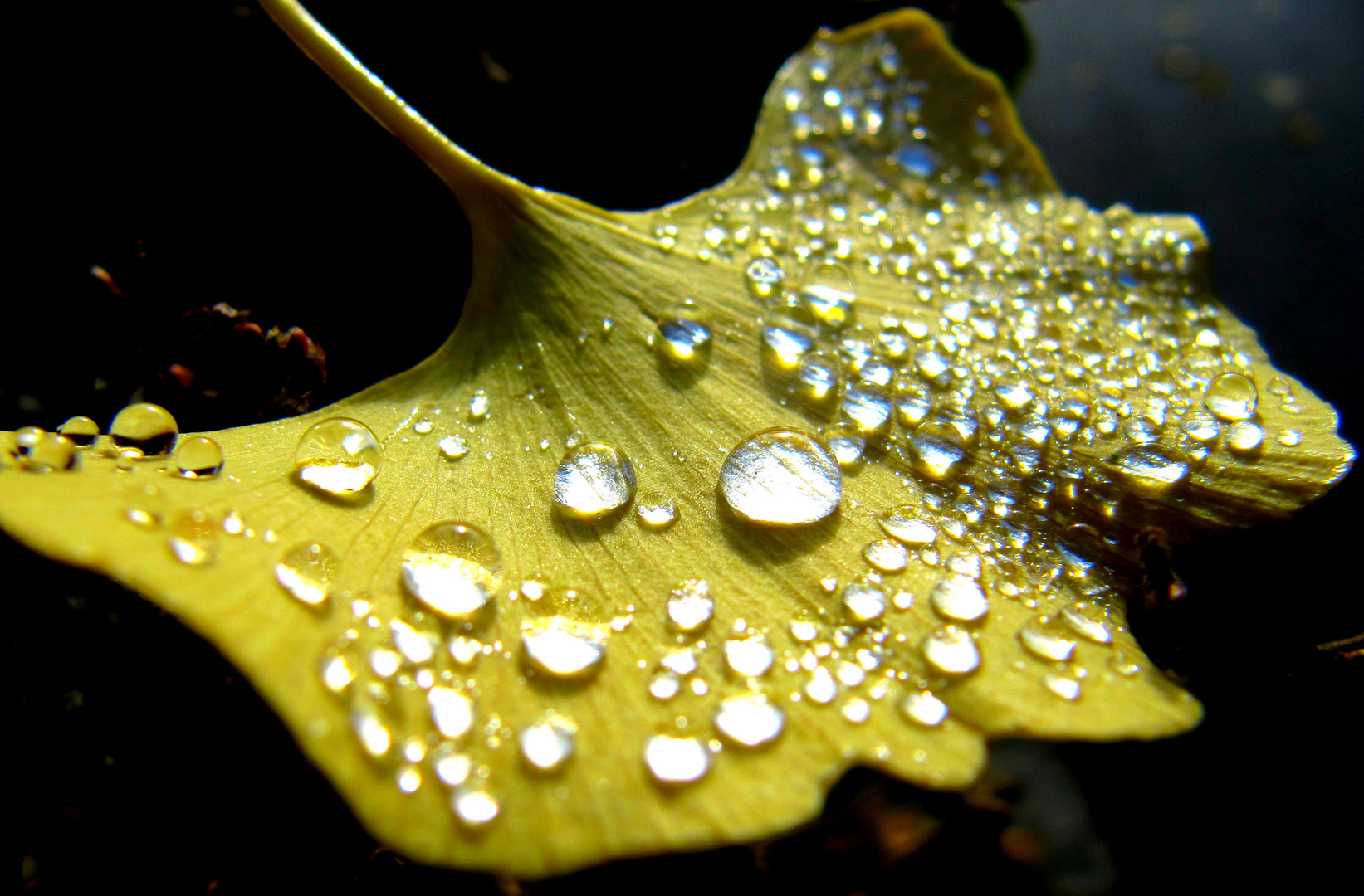 Ginkgobaum-Blatt 2