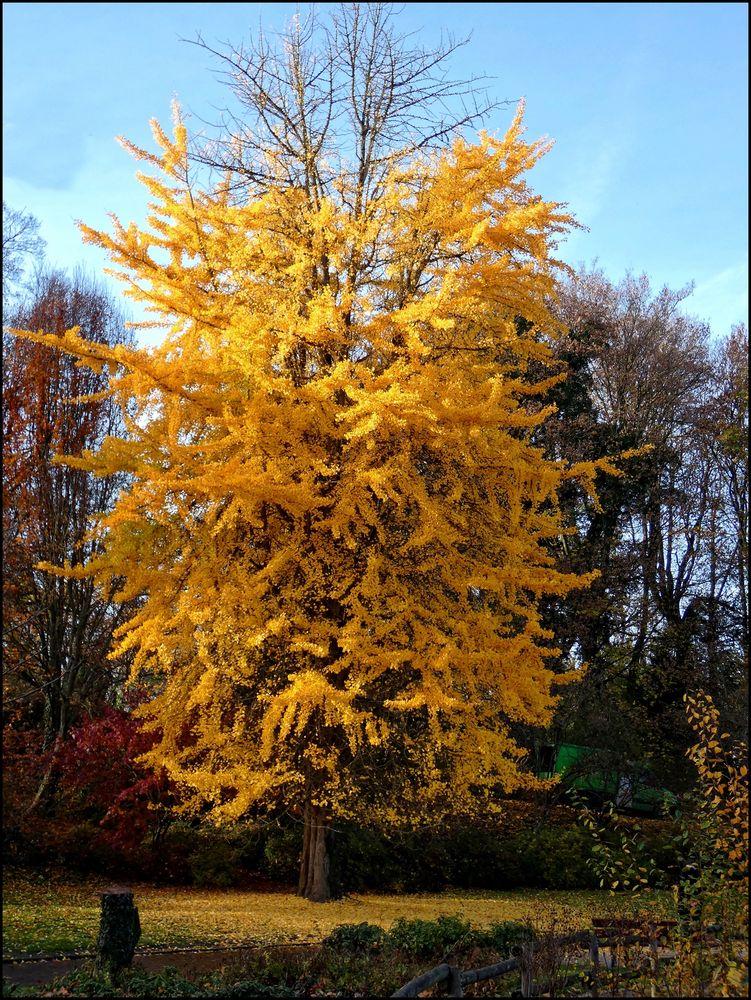 Ginkgobaum Foto & Bild natur, pflanzen, bäume laubbäume ginkgobaum