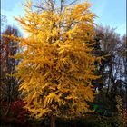 Ginkgobaum