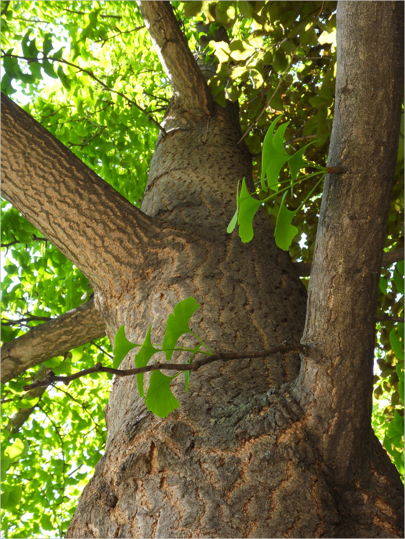 Ginkgobaum (Ginkgo biloba)