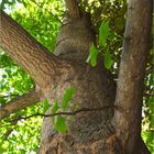 Ginkgobaum (Ginkgo biloba)