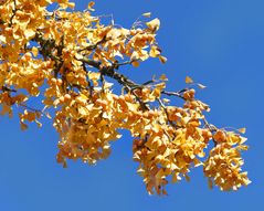 Ginkgobaum voller Früchte