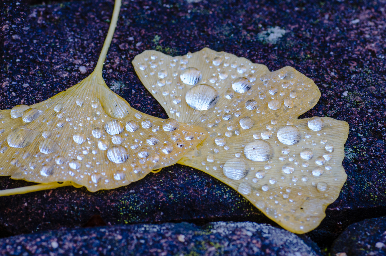 Ginkgobaumblätter mit Silberperlen