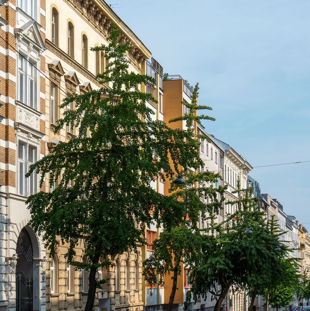 ginkgobaumgasse