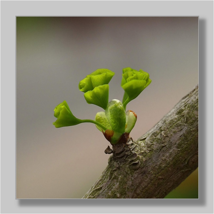 Ginkgoblättchen im Frühling