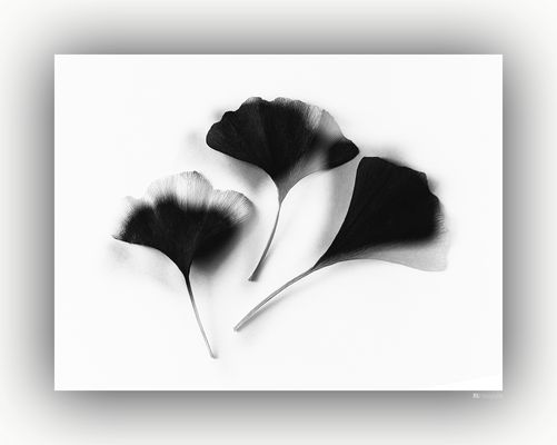 Ginkgoblätter