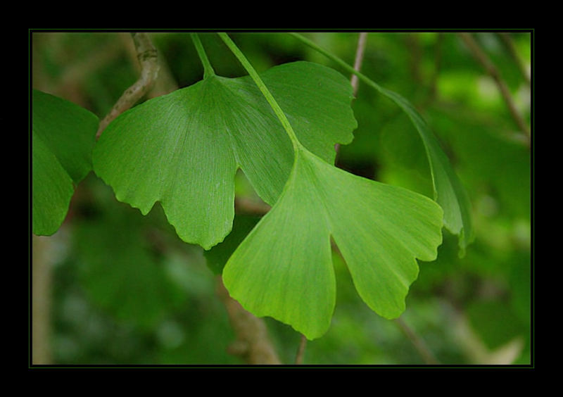 -Ginkgoblätter-