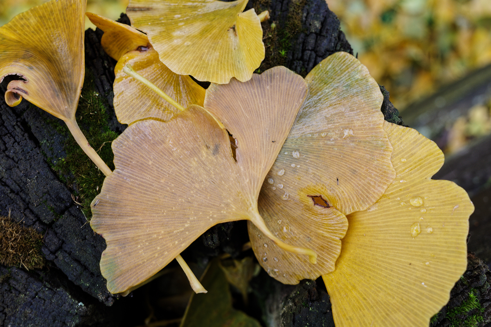 Ginkgoblätter