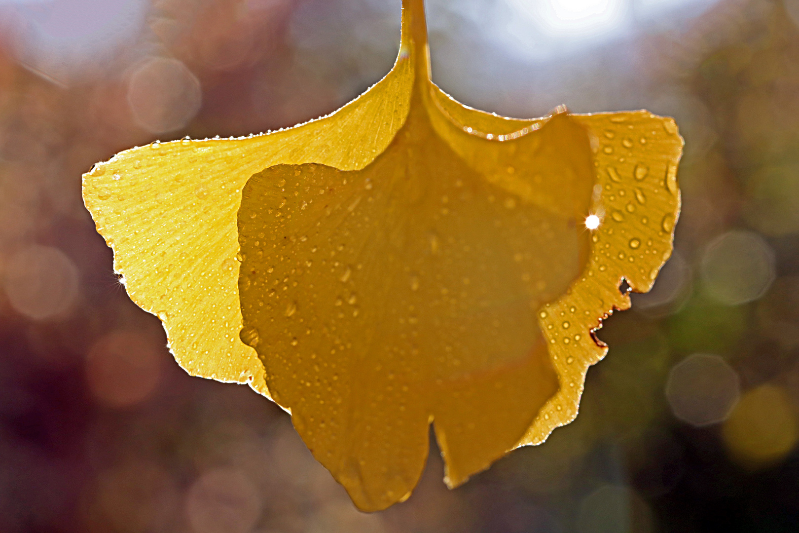 Ginkgoblätter im Herbst