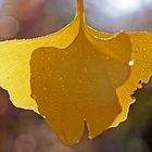 Ginkgoblätter im Herbst