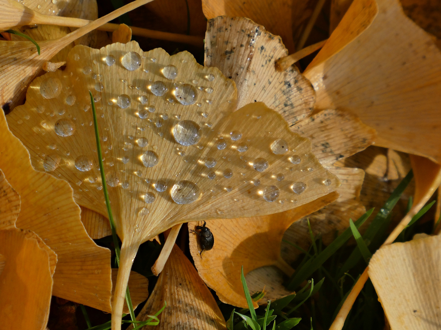 Ginkgoblätter im November