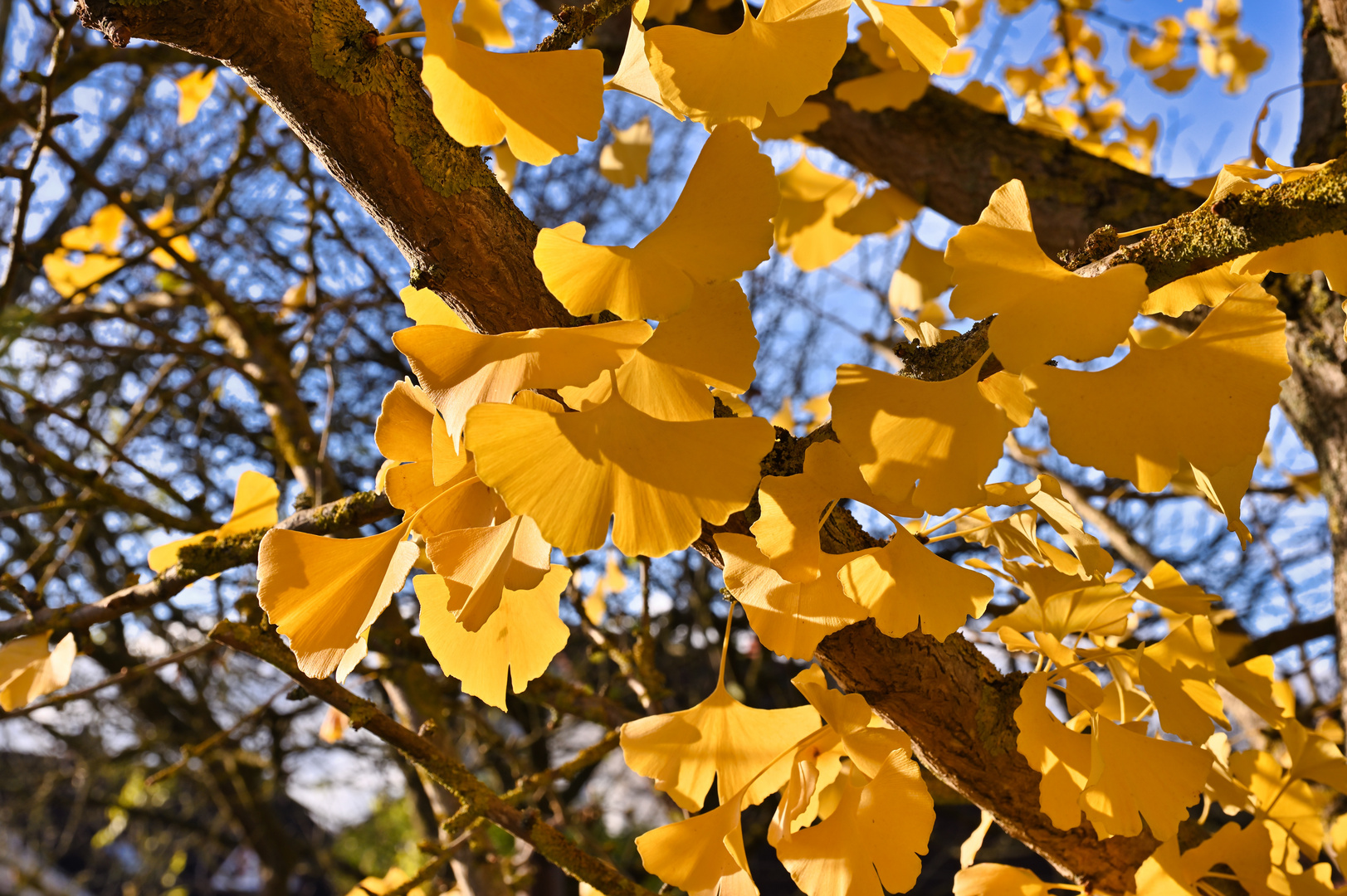 Ginkgoblätter in der Herbstsonne