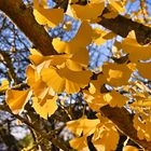 Ginkgoblätter in der Herbstsonne