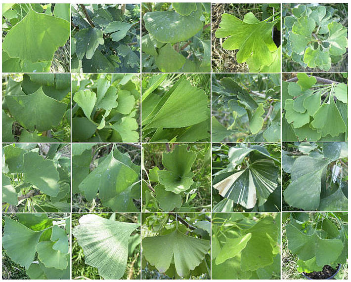 Ginkgoblättervariationen